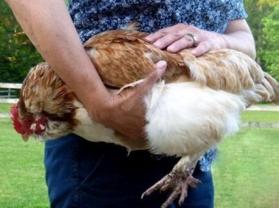 Comb to Toe Chicken Checkup & a Recipe for Homemade Antiseptic Ointment Image